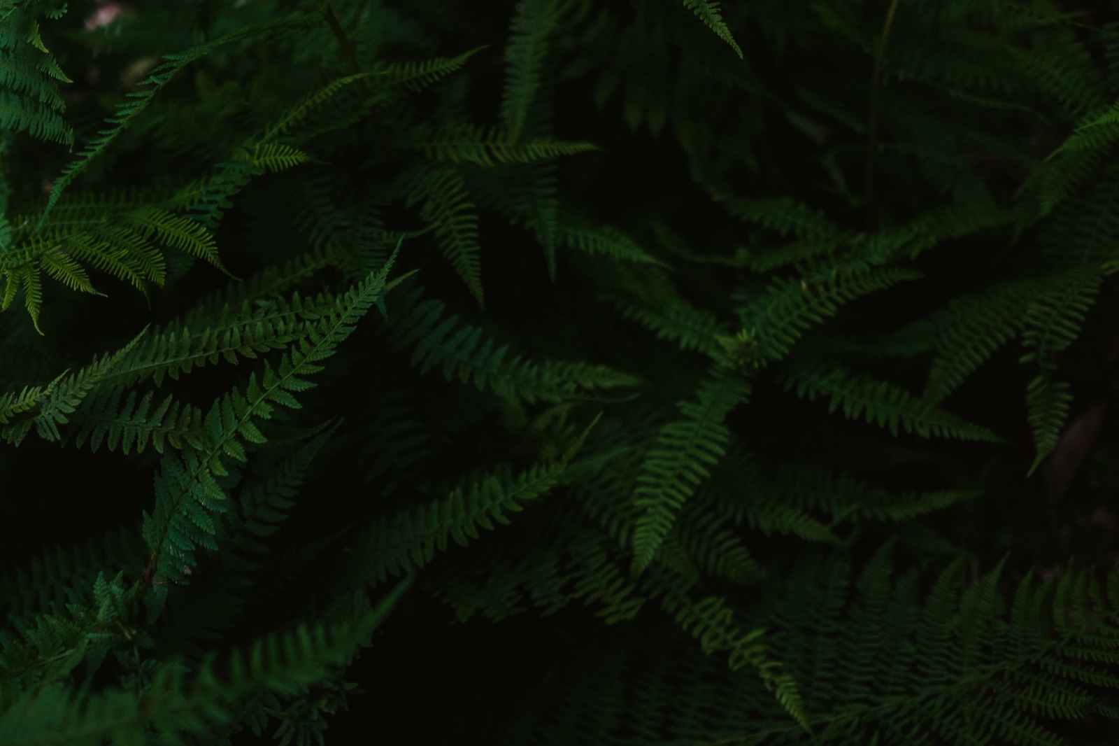 Fern leaves