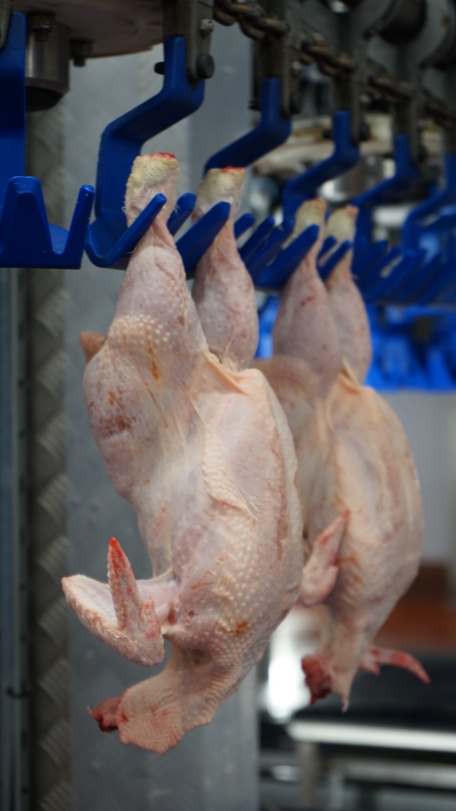 Fresh chicken processing