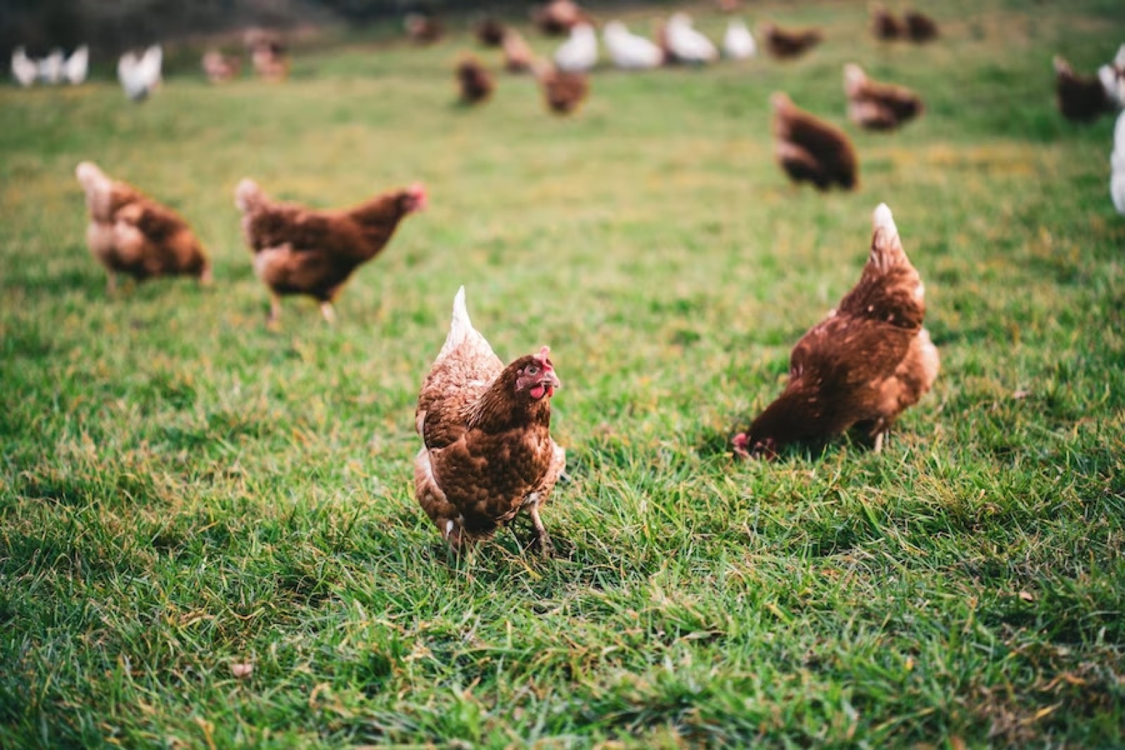 Chickens free roaming in farm