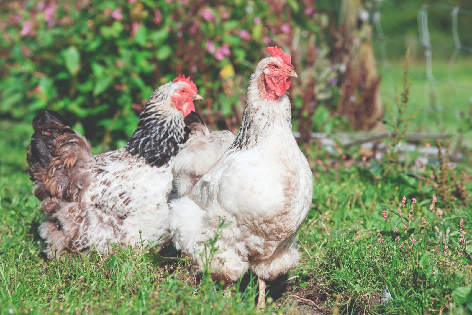 Free roaming hens